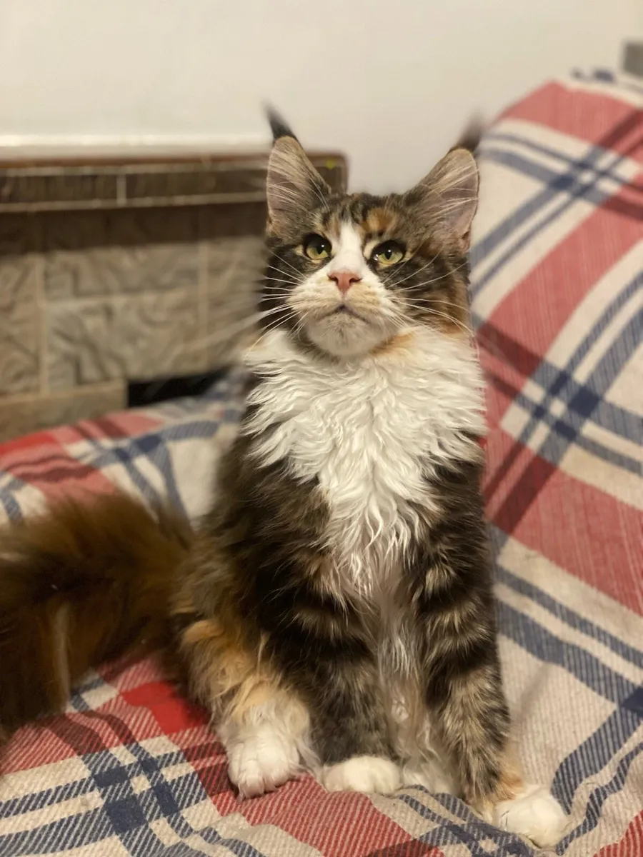 Maine Coon kitten Tica registered with pedigree