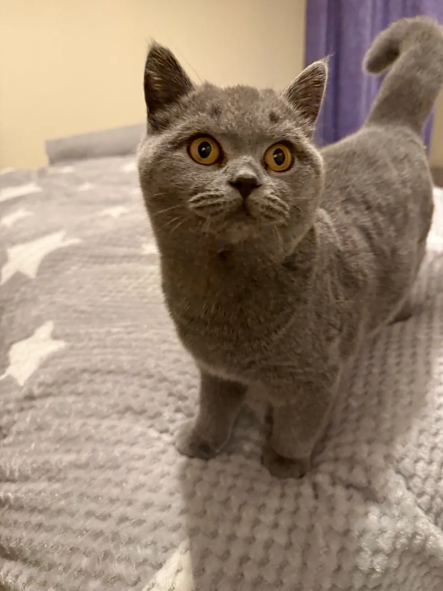 British Short Hair Cat