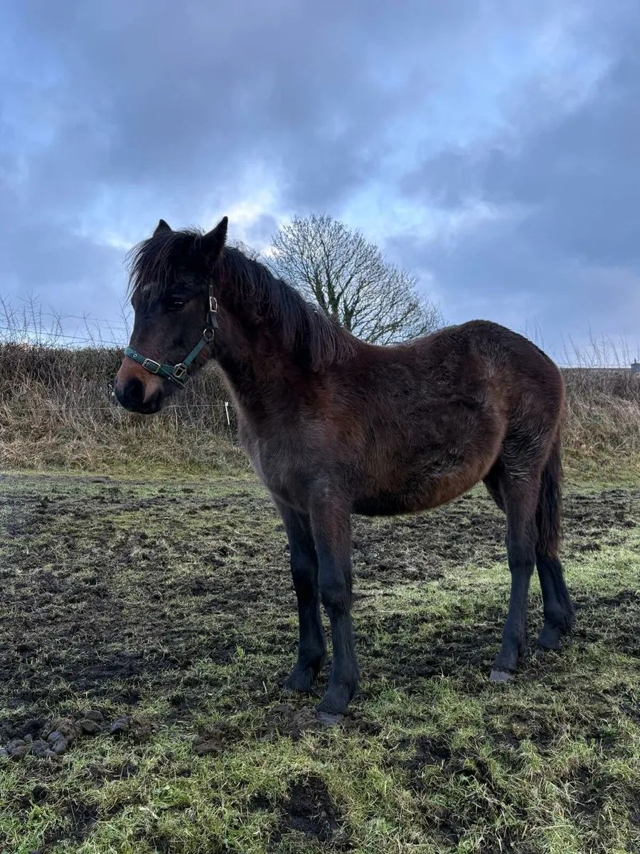 9month old Colt Class 1 by Prince Richard