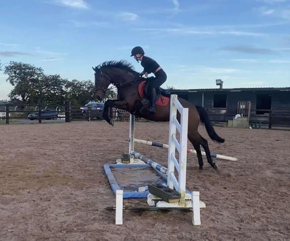 16.1 all rounder Mare