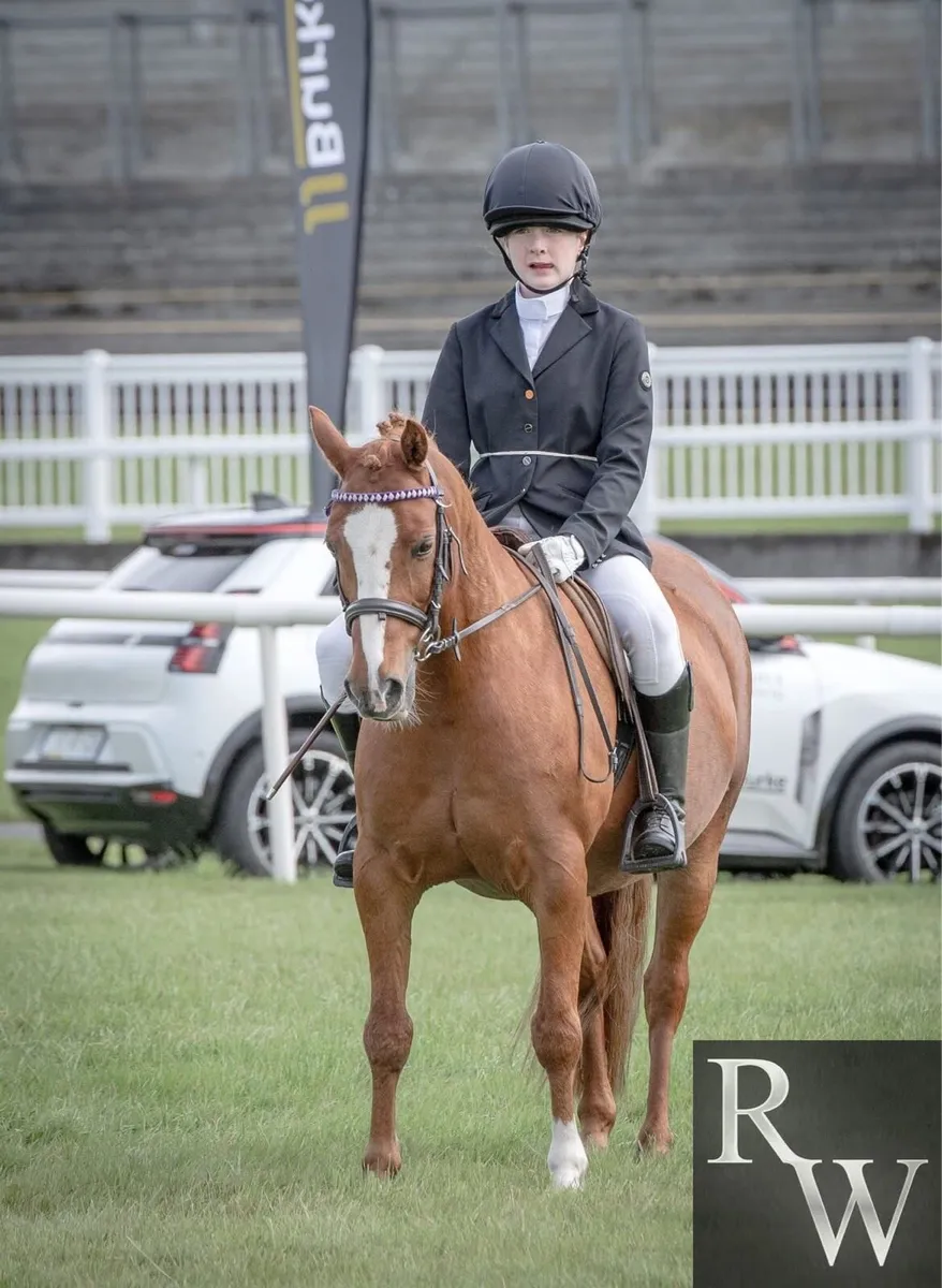 12.2 Welsh Flashy Pony