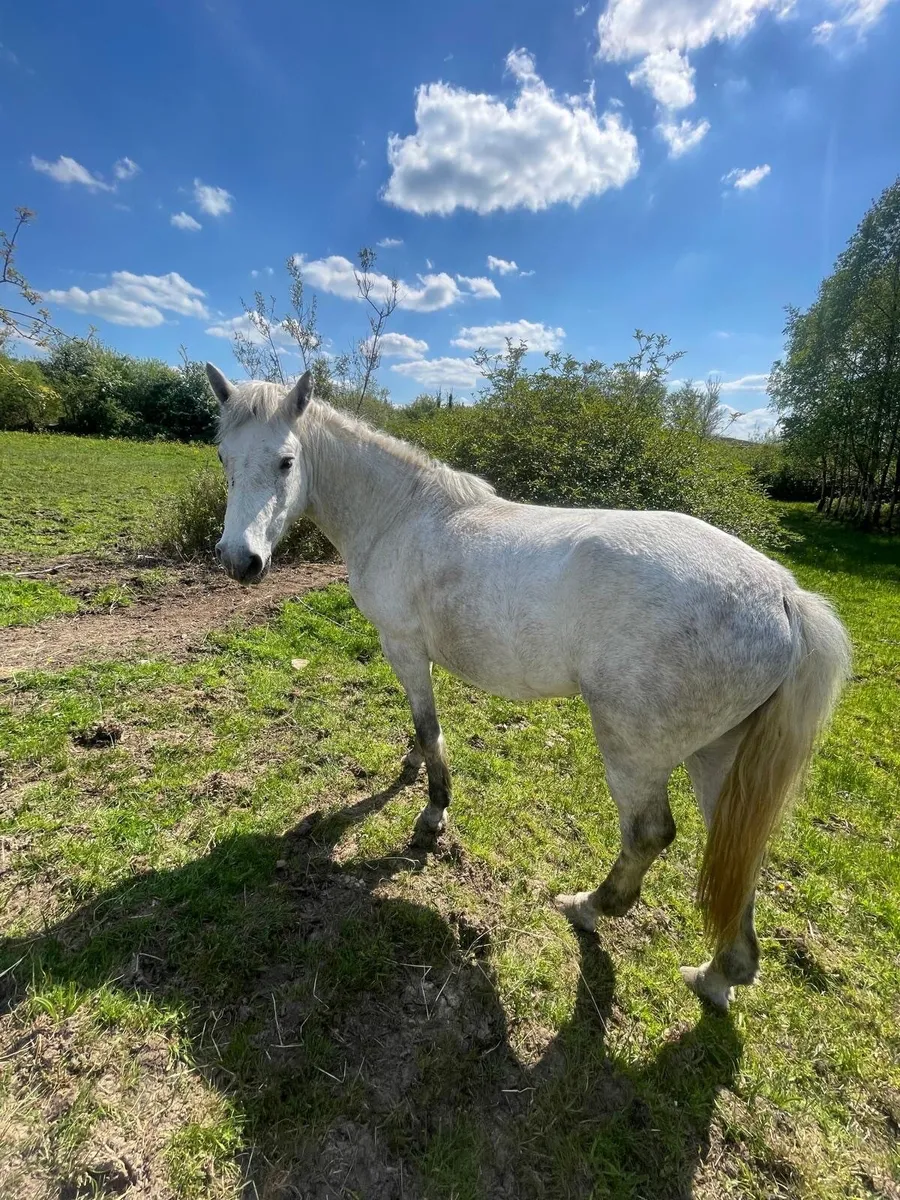 3 year old Connemara filly