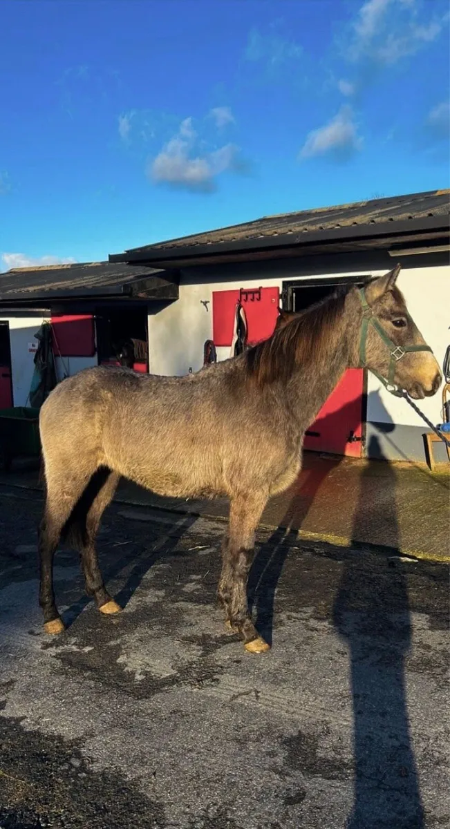 Dun Connie cross to make 14:2