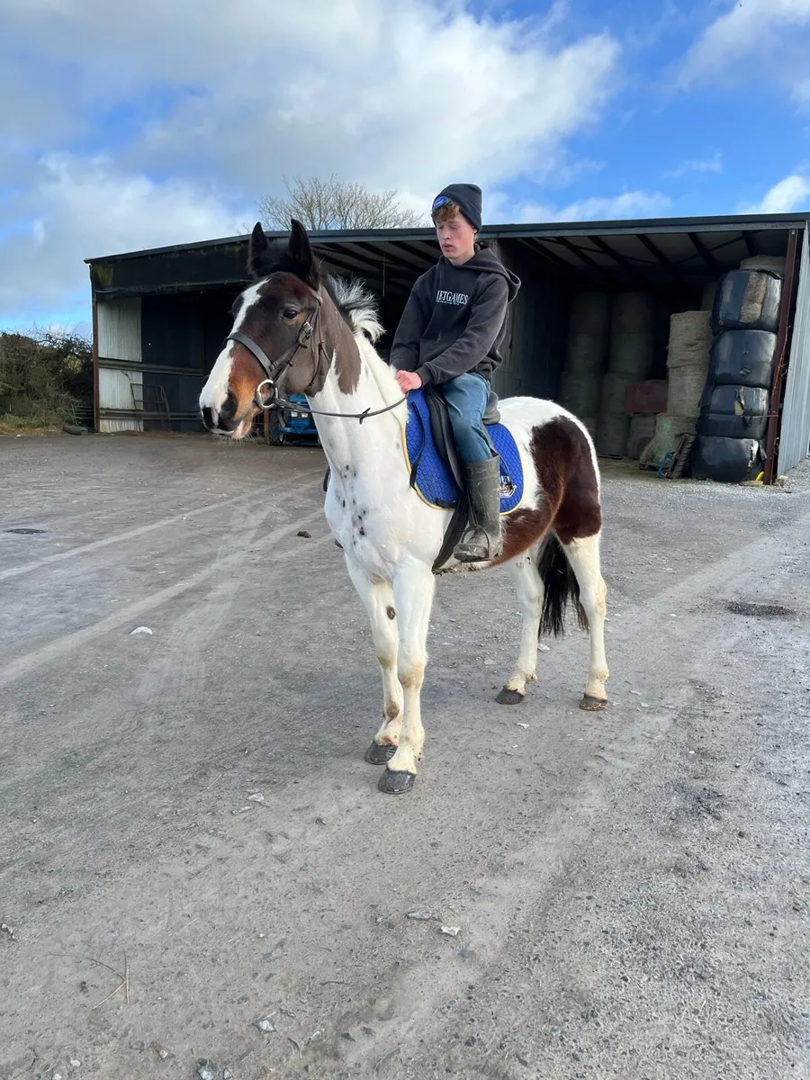 5 year old 15.2 gelding