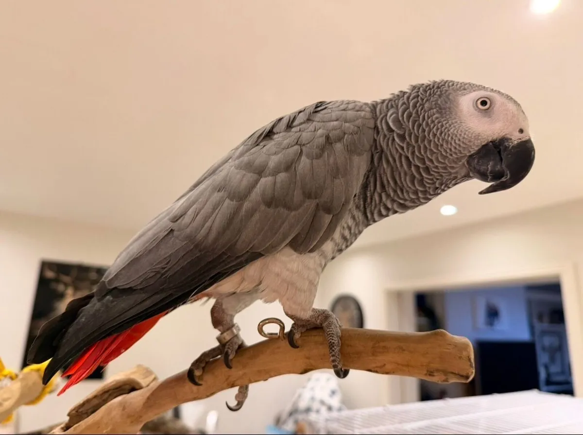 African Grey Parrot