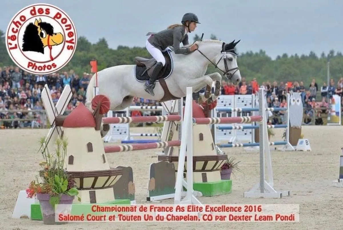 Connemara Performance Stallion at Stud C 1