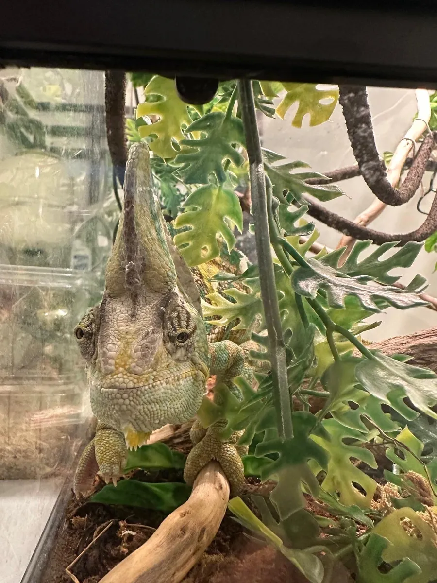 Selling Chameleon with terrarium and heat lamp