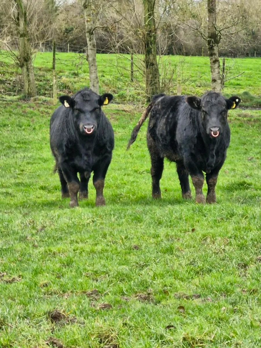 Angus bulls