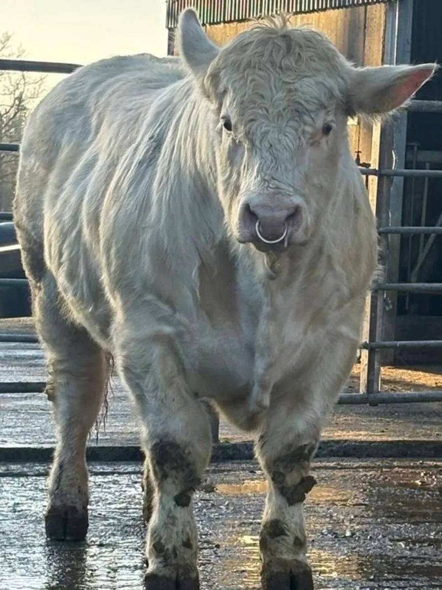 5 ⭐️ PBR CHAROLAIS BULLS.