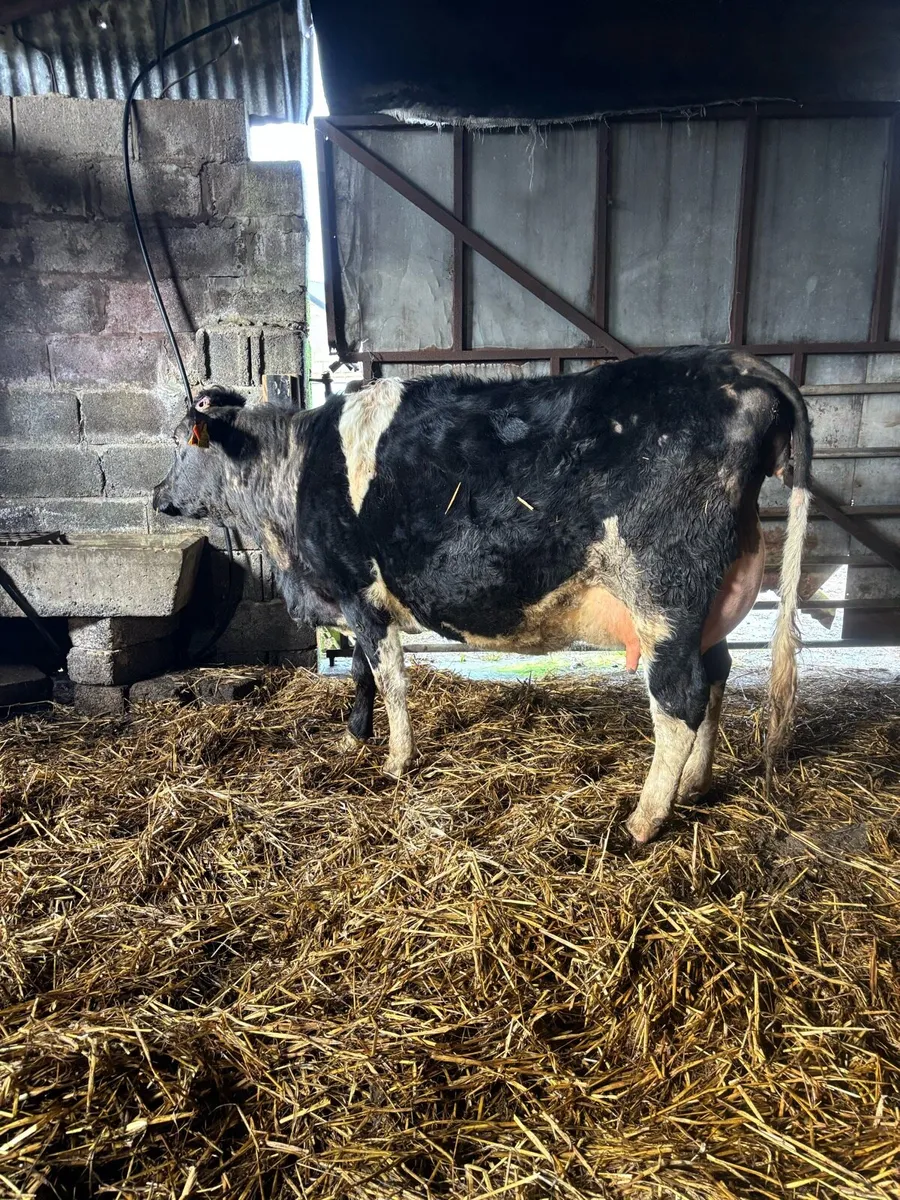 Springing cows/ heifers