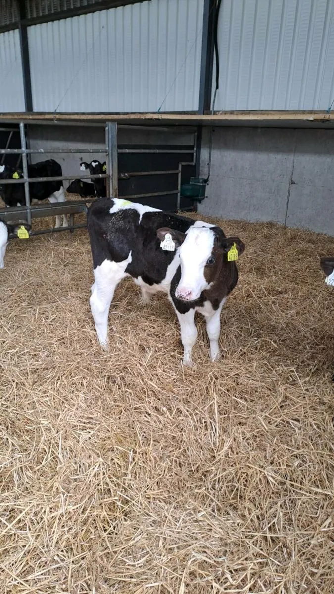 Calves ( looking for calves)