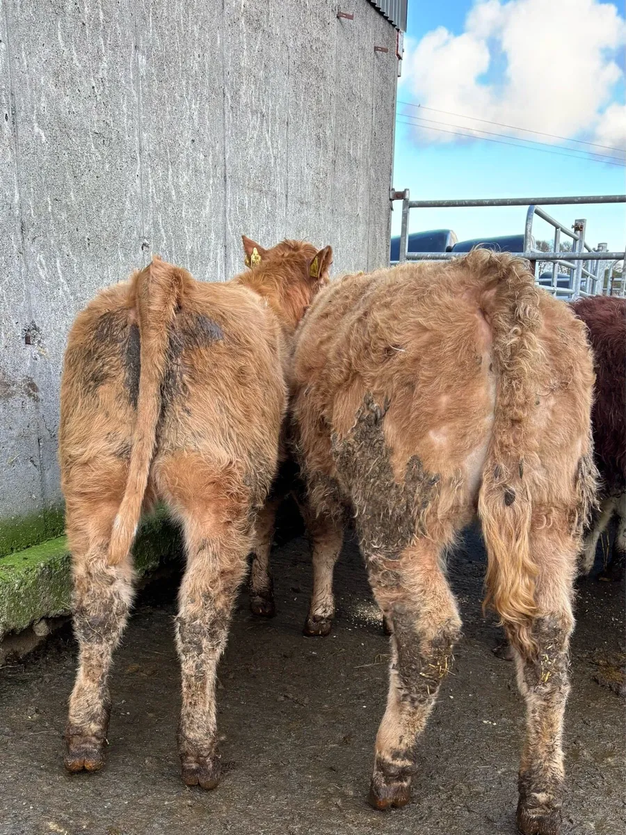 15 lovely heifers for sale