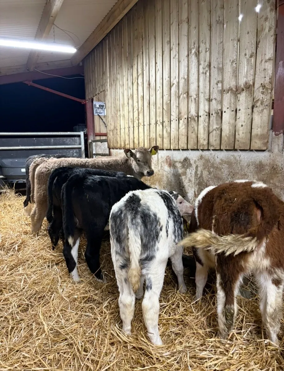 6 super reared heifer calves (OFF MILK)