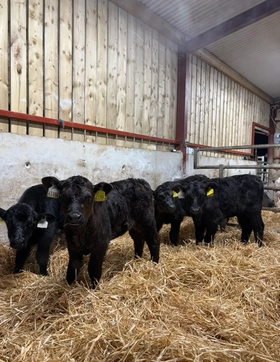 5 super 4 week old Angus calves