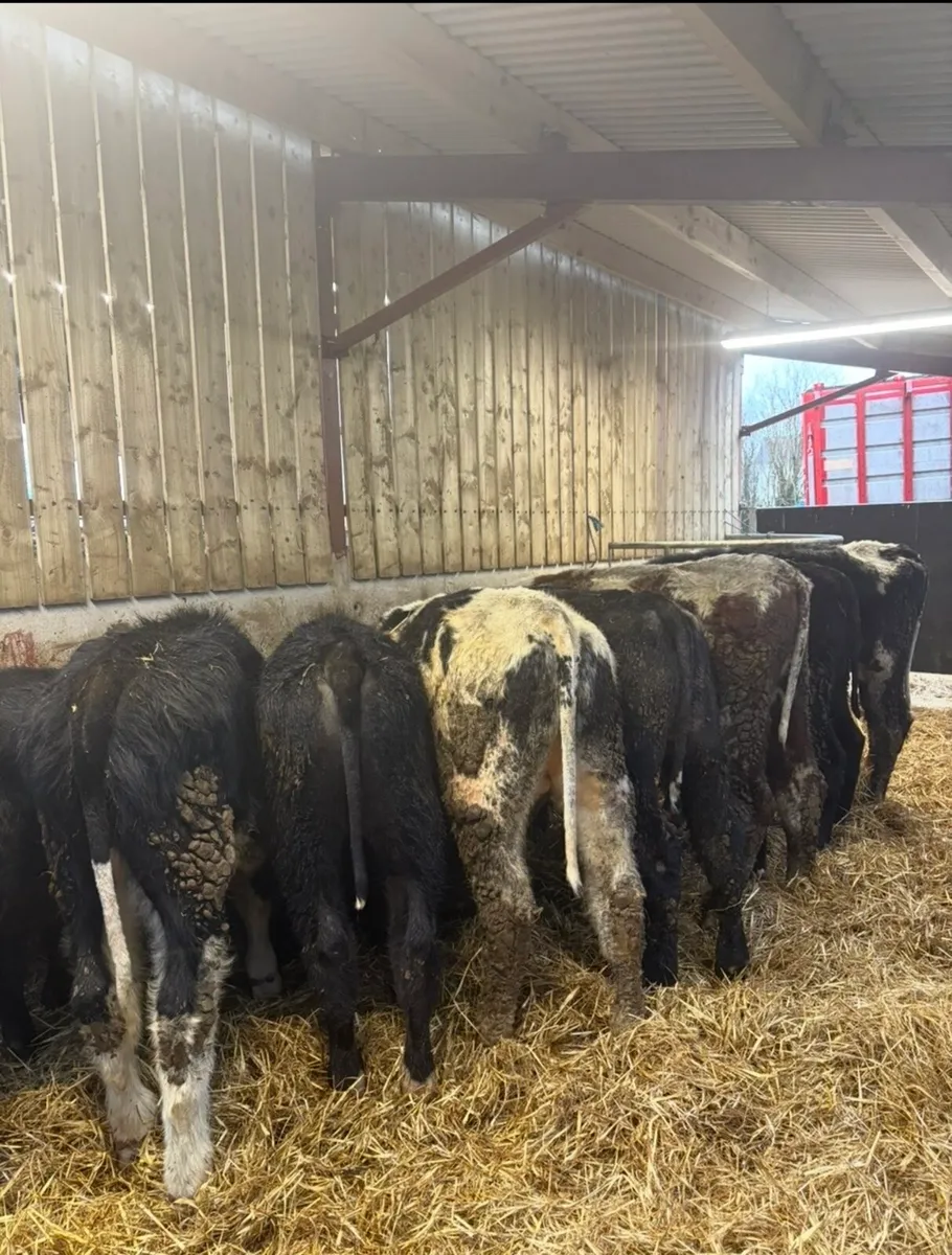 11 super Weanling bulls for sale