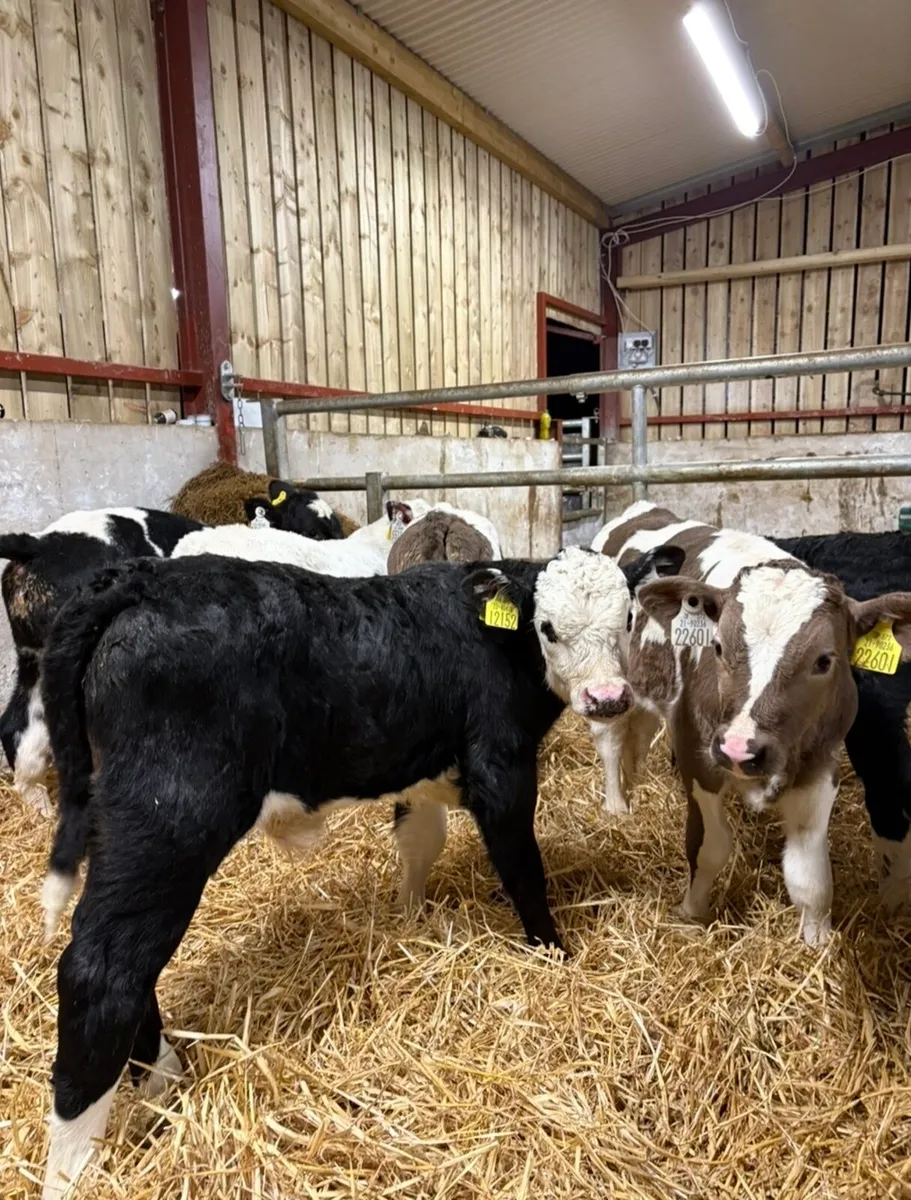 9 super 6 week old continental calves 🔥