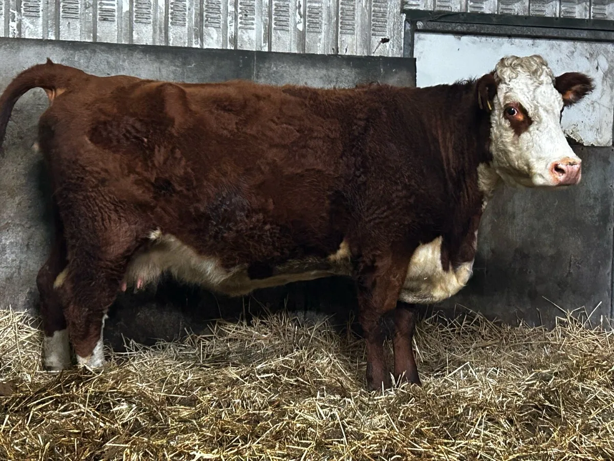 4 Star In-Calf Hereford Cow To A.I LM8625