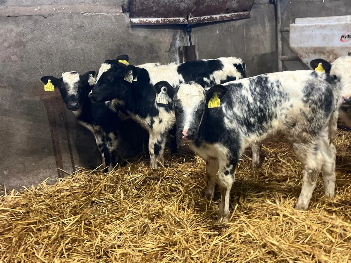 4 super Belgian blue heifer calf’s