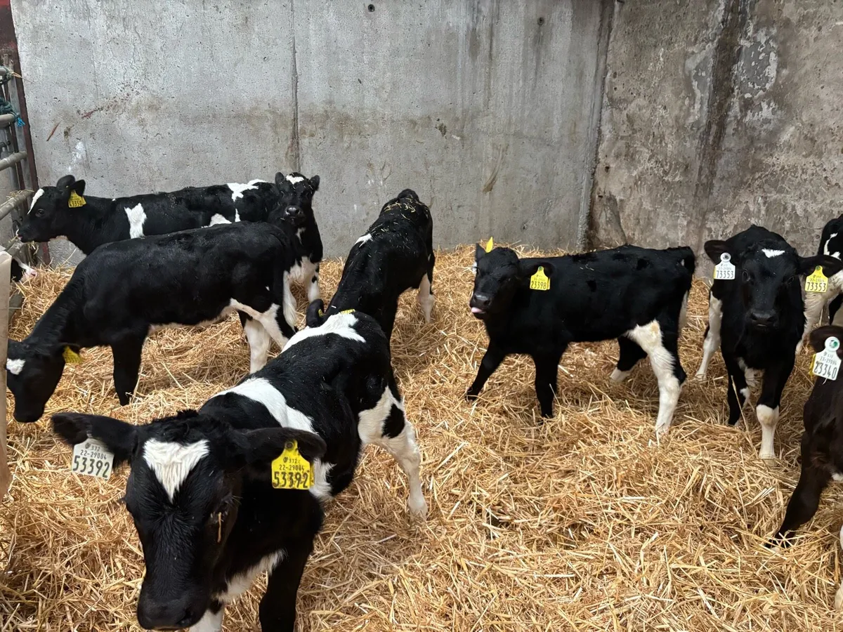 Pedigree heifer calves