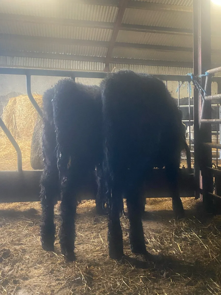 ⭐️2 super suckler bread heifers⭐️