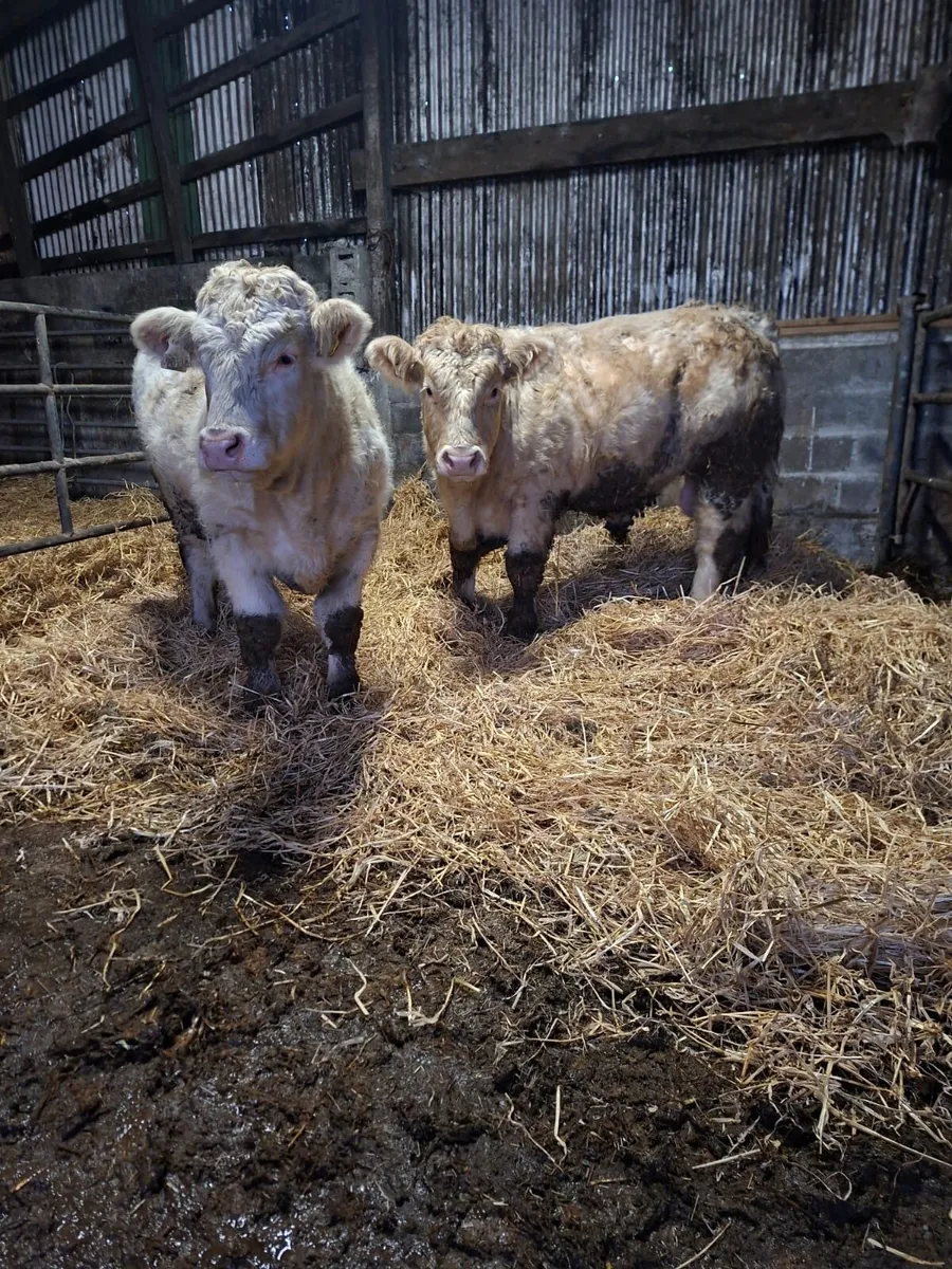 2 Pedigree Charolais Bulls