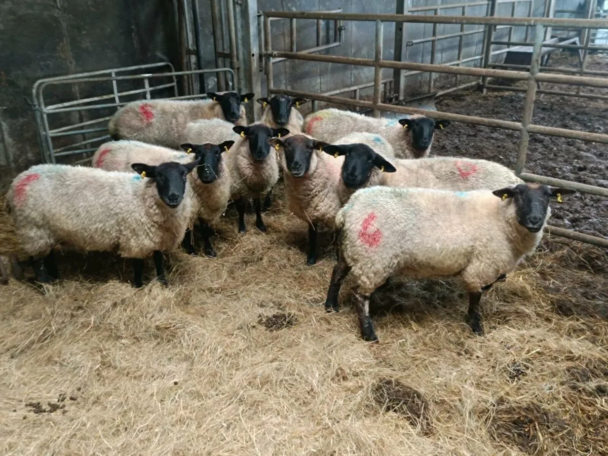 Inlamb Hogget Ewes