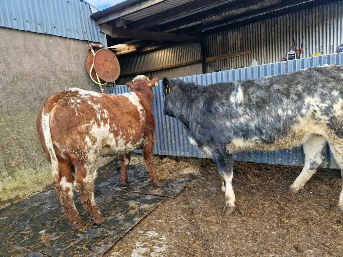 Blue breeding heifers 5 star rating