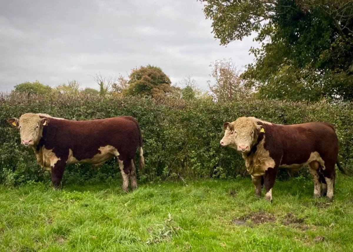 Pedigree Hereford bulls
