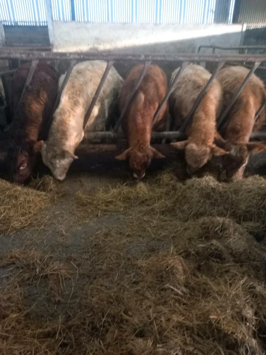 Bull weanlings