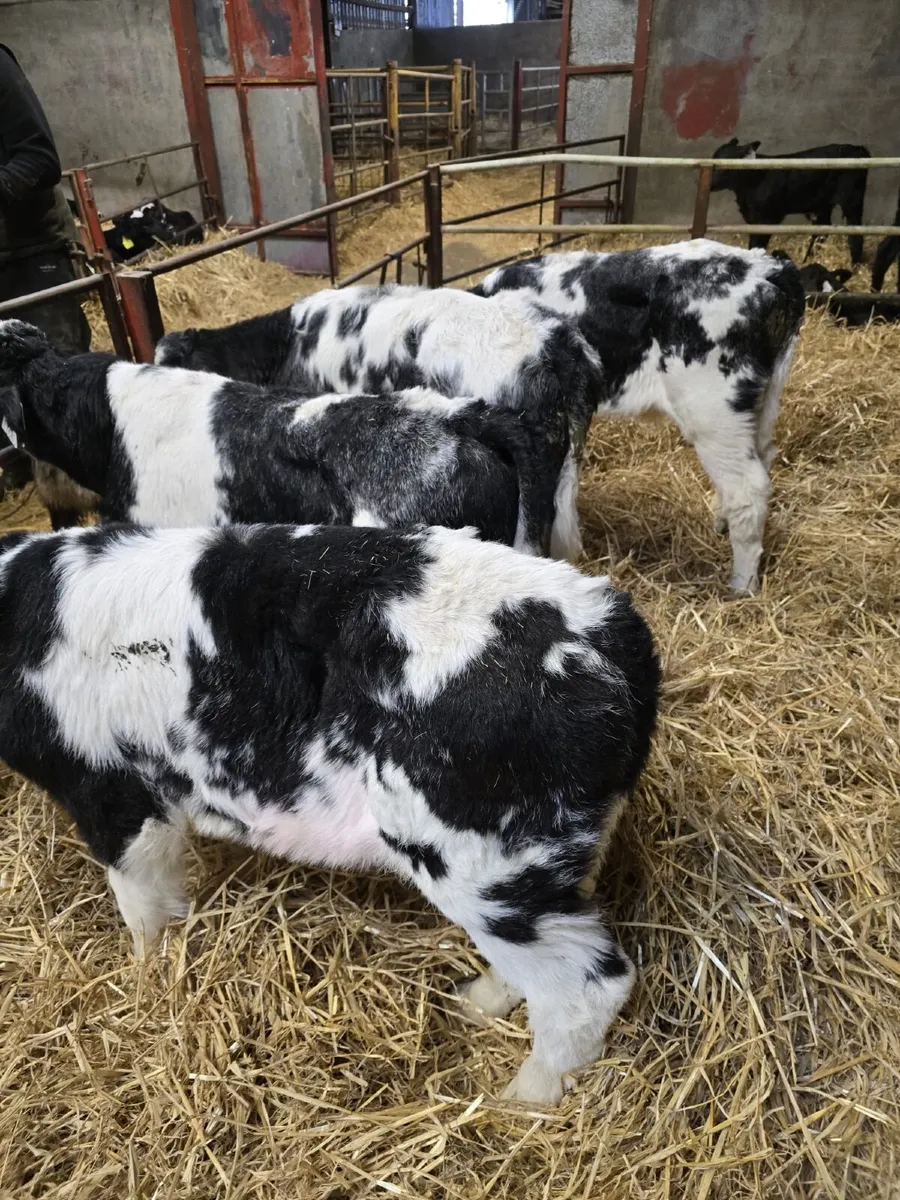 Belgian Blue Calves