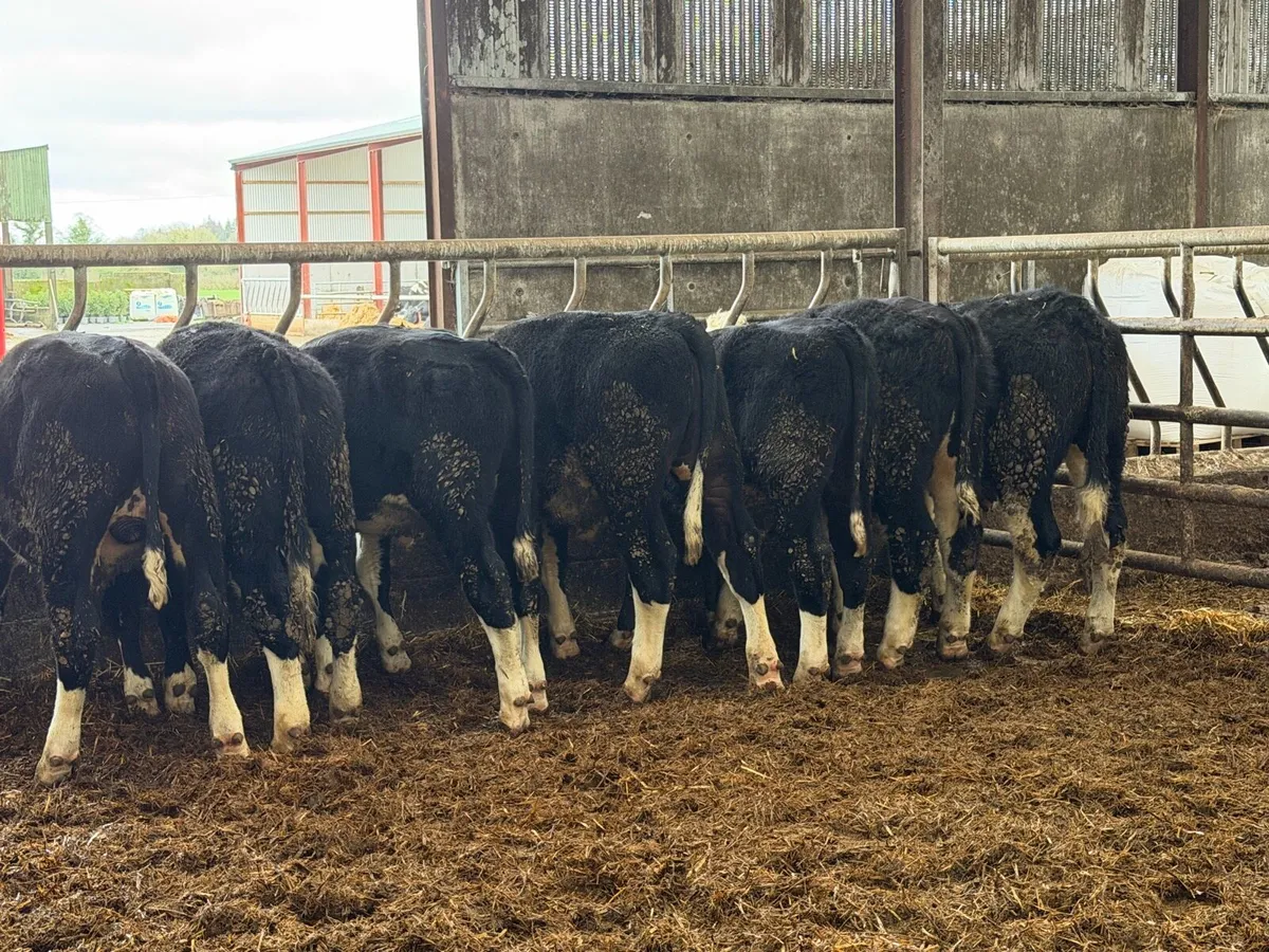 8 super white head bullocks