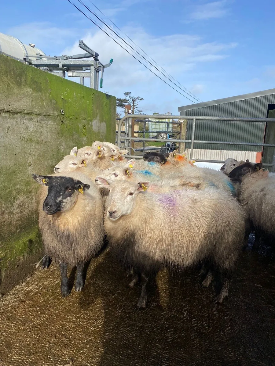 12 super cheviot cross ewe lambs