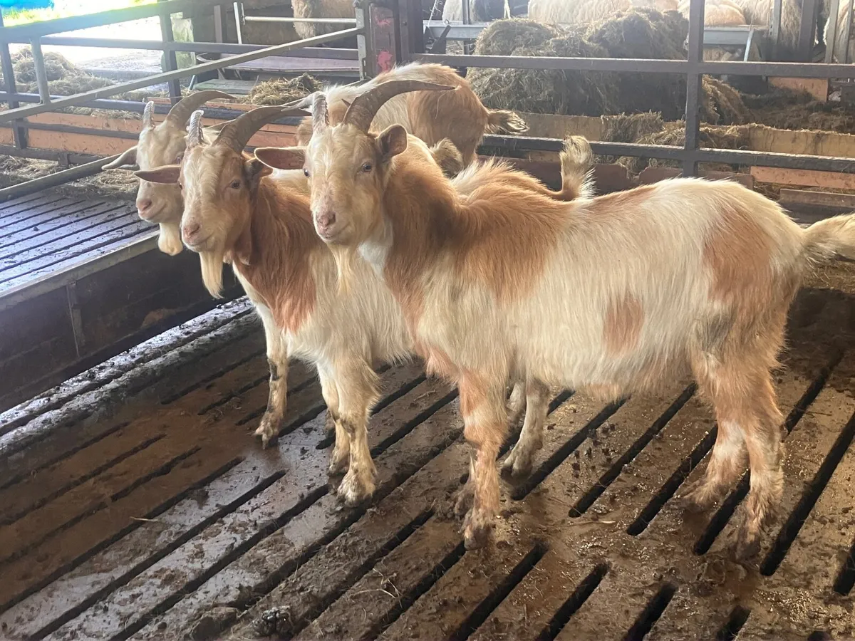 4 Yearling Buck Goats