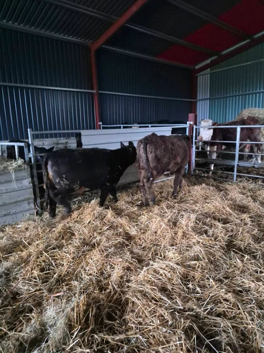 Suckler bred heifers